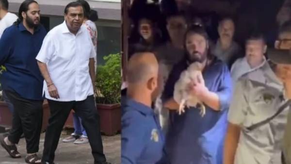 अनंत अंबानीने दुप्पट पैसे देऊन 250 कोंबड्यांचे वाचवले प्राण, या कोंबड्याचं पुढे काय करणार,घ्या जाणून