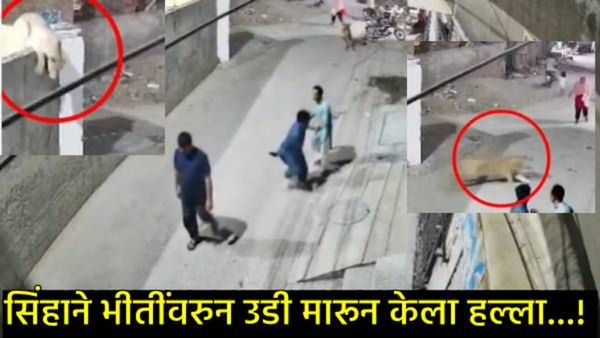 VIDEO : पाळीव सिंह पिंजऱ्यातून निघाला अन् थेट महिलेसह तिच्या दोन मुलांवर हल्ला केला; थरारक व्हिडिओ!