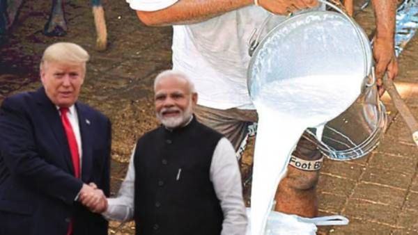 'नॉन-व्हेज मिल्क' म्हणजे काय? भारत-अमेरिका व्यापार करारात हाच मुद्दा अडथळा का ठरतोय?