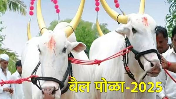 22 की 23 ऑगस्टला, कधी आहे बैल पोळा?, जाणून घ्या पोळा सणाचे महत्त्व अन् पौराणिक कथा!