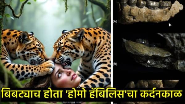 AI संशोधनातून 20 लाख वर्षांपूर्वीचा थरार उलगडला; मानवी पूर्वजांना बिबट्यांनी मारून खाल्ले!  