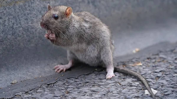 dangerous diseases spread by rats undirapasun honare ajar in marathi