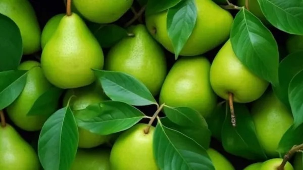 health and nutritional benefits of pear fruit Oneindia Marathi