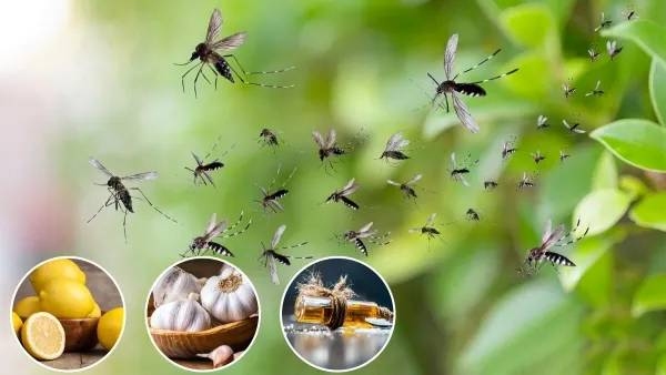 Five natural remedies to prevent dengue  malaria infection during monsoon
