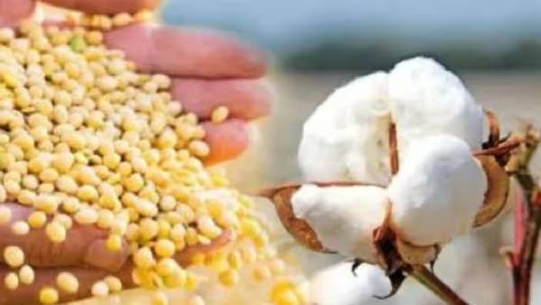Dhananjay Munde announced subsidy of five thousand per hectare to cotton-soybean farmers