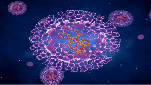 monkey pox who big claim says infection can end in india six months