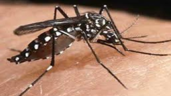Chikungunya