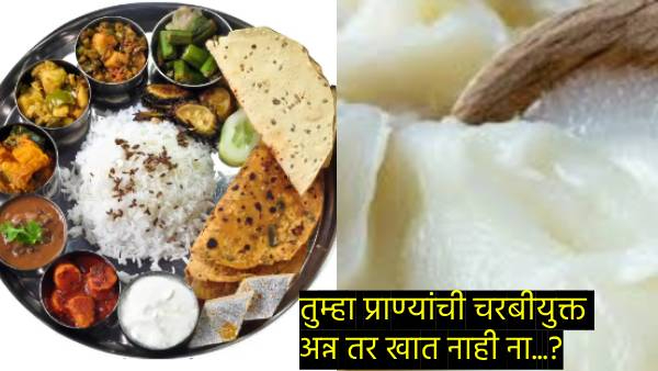 Tirupati Ladu Case how animal fat reaches your plate Tirupati Ladu Case how animal fat reaches your plate