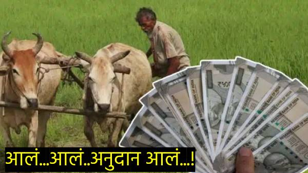 Cotton  soybean subsidies Distribution to farmers started