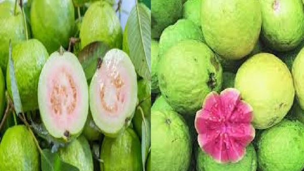 guava