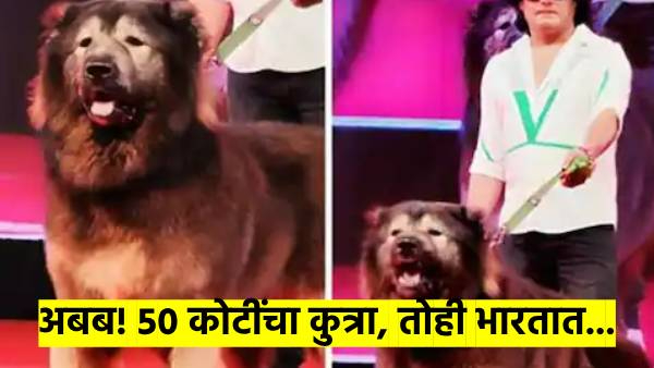 A dog worth 50 crores