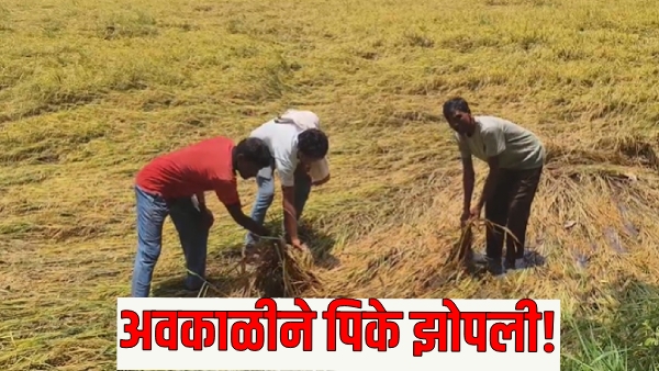 Maharashtra Weather Update