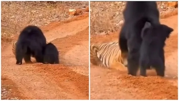 tiger-bear fight goes viral tiger-bear fight goes viral