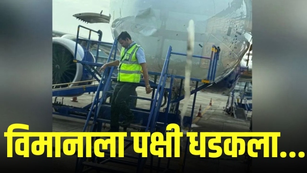 indigo flight emergency landing nagpur bird strike