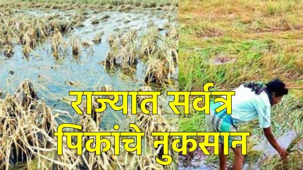 Farmers crop damage Devendra fadanvis Farmers crop damage Devendra fadanvis