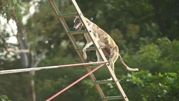 bsf incorporate sindian breeds rampur mudhol hounds atmanirbhar K9force bsf incorporate sindian breeds rampur mudhol hounds atmanirbhar K9force