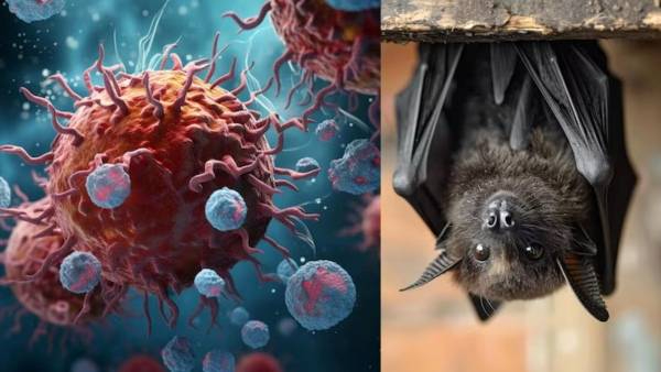 Marburg Virus Symptoms Fatality Rate