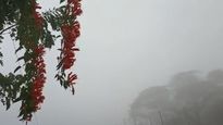 ପ୍ରବଳ ଶୀତରୁ ମିଳିଛି ମୁକ୍ତି, ବଢୁଛି କୁହୁଡି