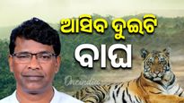 ଦେବ୍ରିଗଡ଼କୁ ଆସିବେ ୨ ନୂଆ ବାଘ