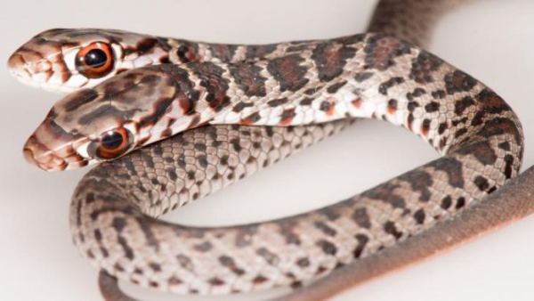 After marriage, daughter does not have any problem in her in-laws, so parents give poisonous snakes in dowry