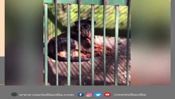 ଚାଇନା ଚାଇନା