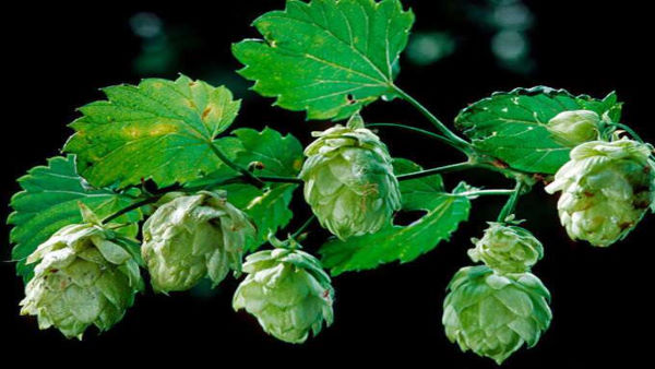 Hop Shoots