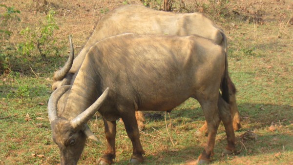 Odisha buffalo Odisha buffalo