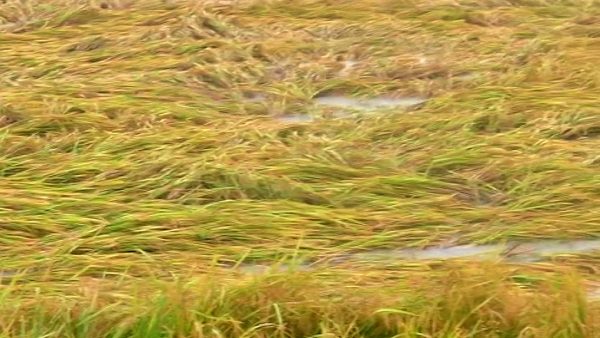 ଜୱାଦ ପ୍ରଭାବ