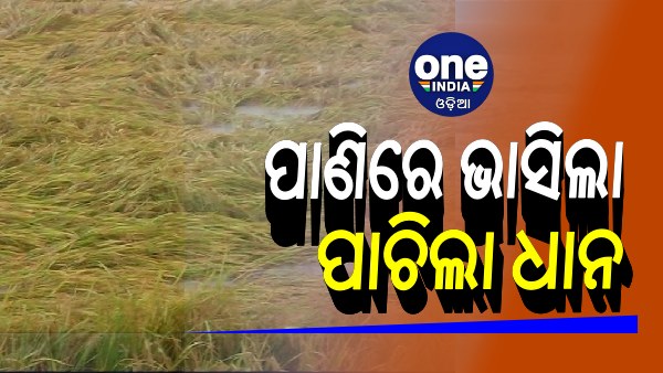 ବାତ୍ୟା ଟଳିଲା, ହେଲେ ବର୍ଷା କଲା କଲବଲ: ପାଣିରେ ଭାସିଲା ପାଚିଲା ଧାନ, ଚାଷୀ ମୁଣ୍ଡରେ ଚଡ଼କ