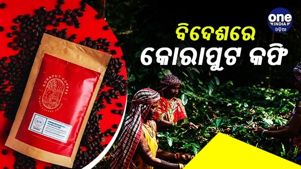Koraput coffee Koraput coffee