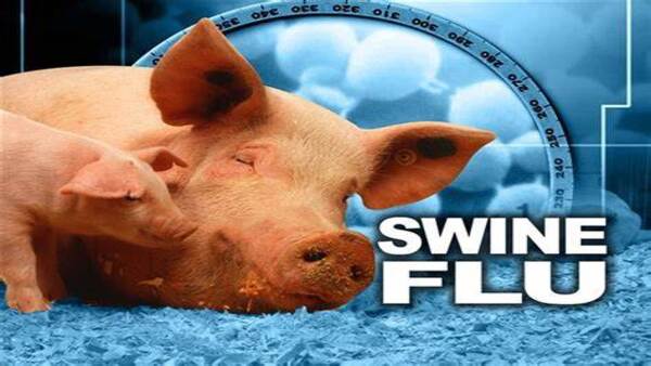 swine flu swine flu