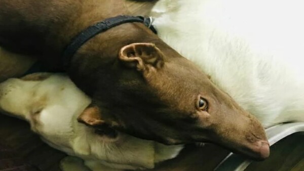 pit bull