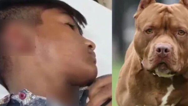 pit bull dog pit bull dog