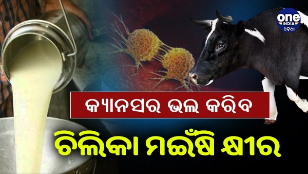 Chilika Buffalo Chilika Buffalo