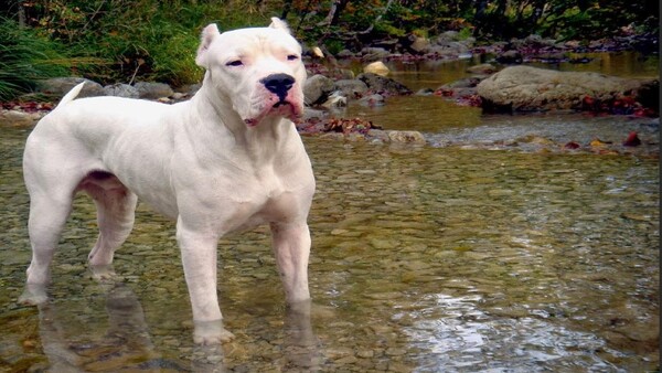 Dogo Argentino