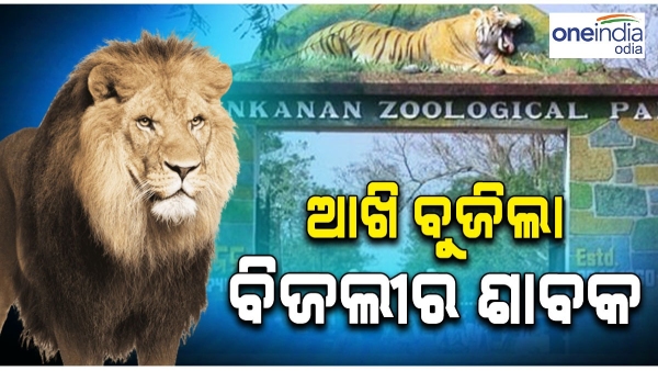 nandankanan - lion