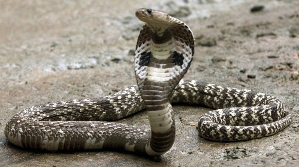china_buy_snake