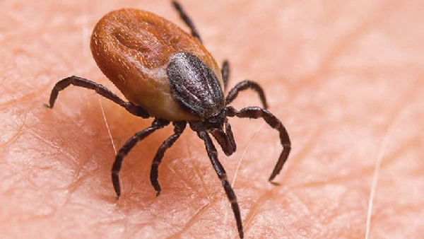 Scrub Typhus _ Sundargarh