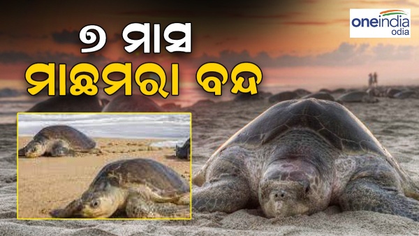 olive ridley
