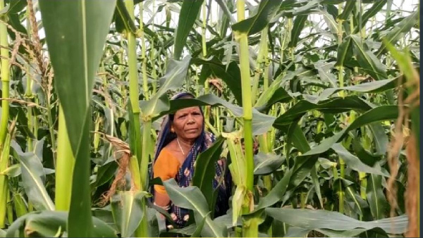 Mukhyamantri Maka Mission