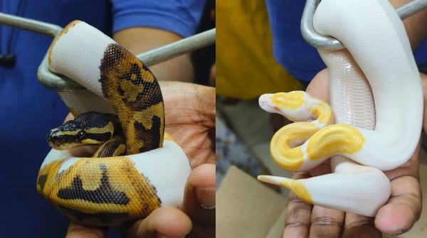 snake smuggled