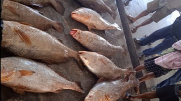 Telia fish