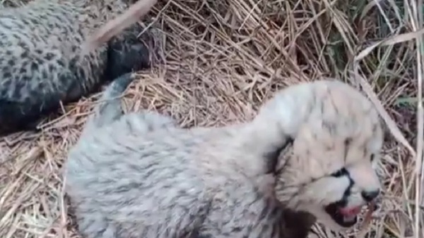 Kuno National Park Kuno National Park