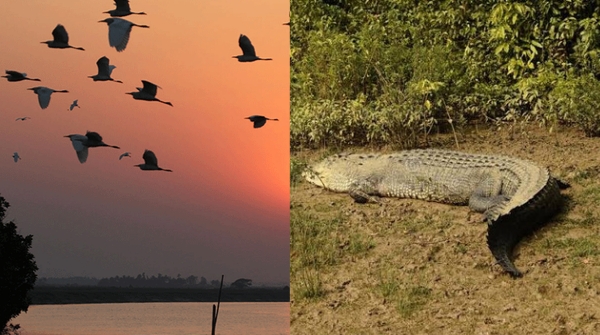 bhitarkanika