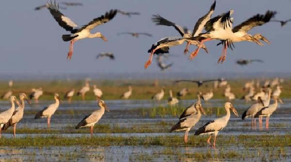 Bird census in Chilika