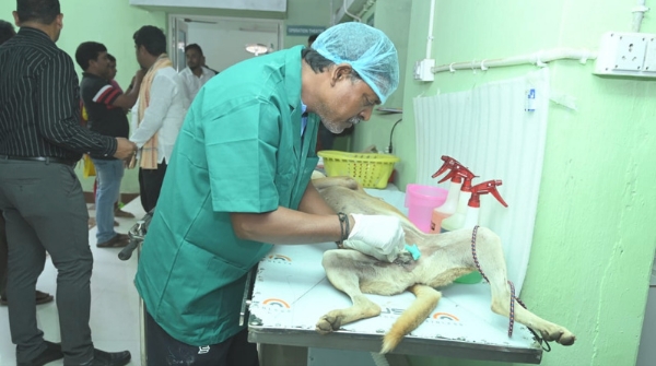 dog SterilizationCentertoday