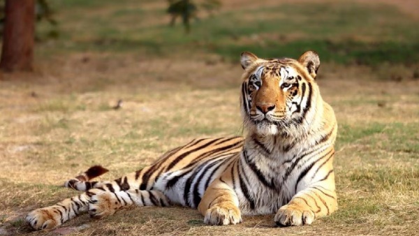  Odisha