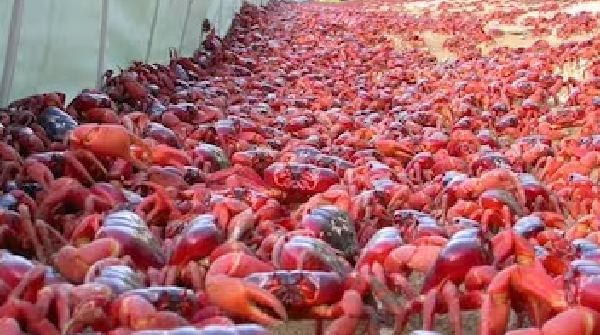 red crab 