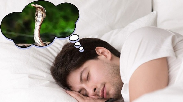snake dream 