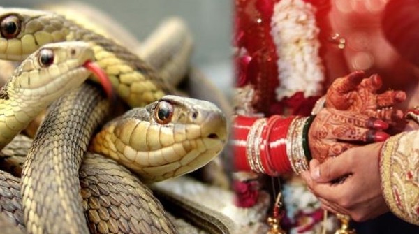 snakes to daughter as dowry